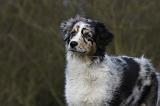 BERGER AUSTRALIEN PUPPIES 400